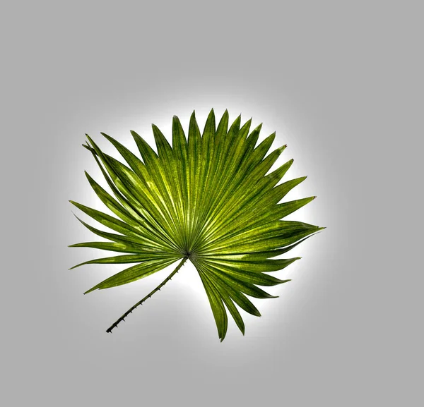 棕榈树绿叶,白色背景下隔离 — 图库照片