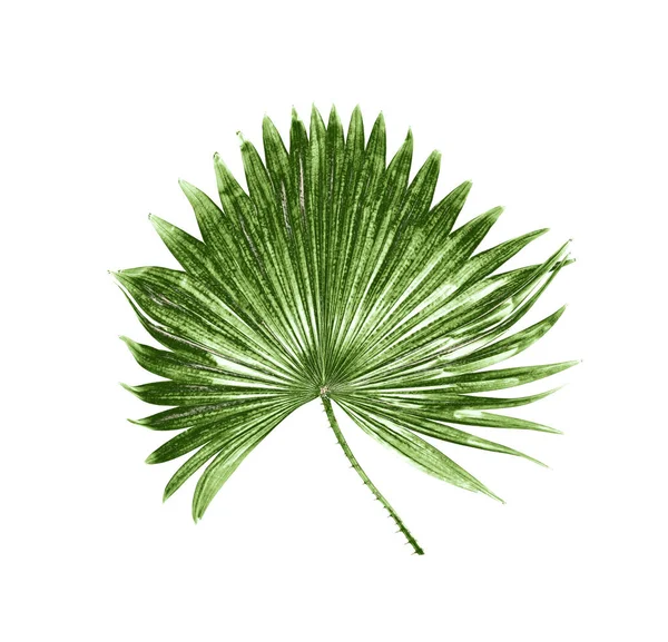 Beyaz arkaplanda izole edilmiş yeşil palmiye yaprağı
