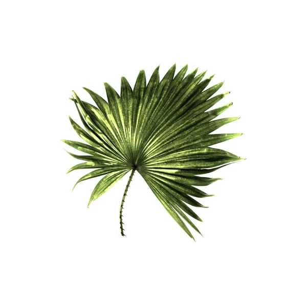 Grünes Blatt der Palme isoliert auf weißem Hintergrund — Stockfoto