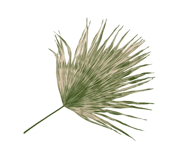 Grünes Blatt der Palme isoliert auf weißem Hintergrund — Stockfoto