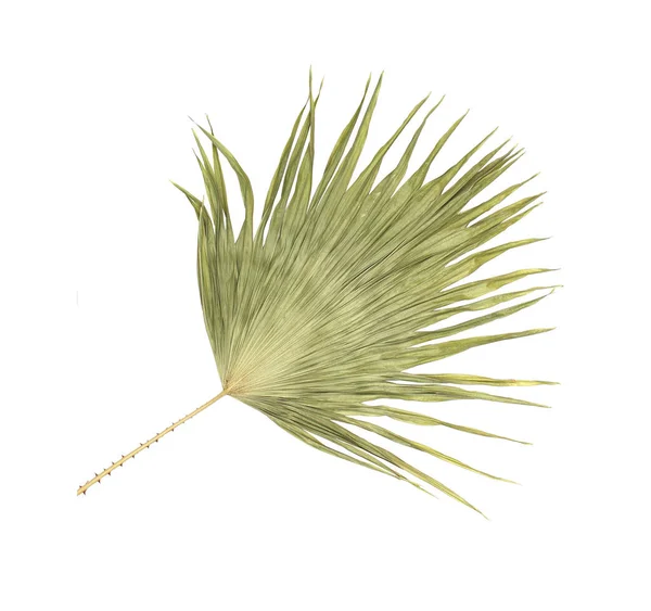 Beyaz arkaplanda izole edilmiş yeşil palmiye yaprağı