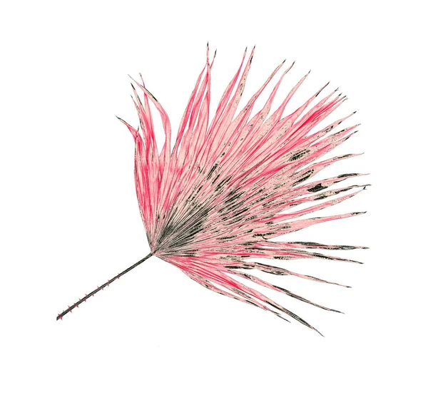 Beyaz arkaplanda izole edilmiş yeşil palmiye yaprağı