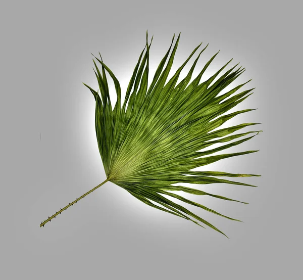 Beyaz arkaplanda izole edilmiş yeşil palmiye yaprağı