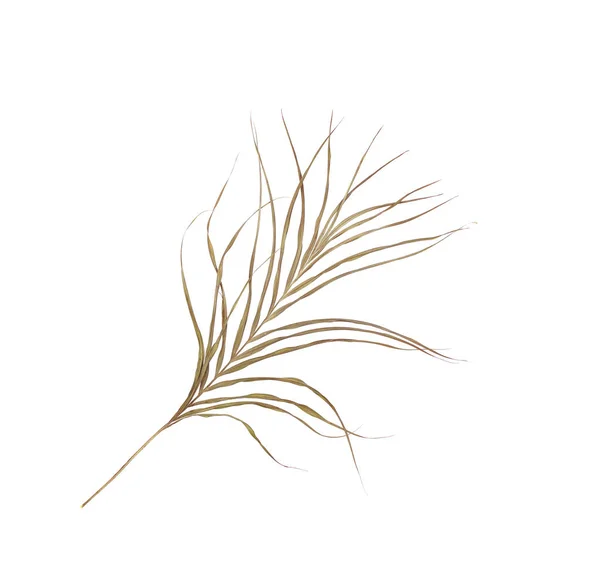 Blatt der Palme isoliert auf weißem Hintergrund — Stockfoto