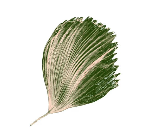 Hoja de palmera aislada sobre fondo blanco — Foto de Stock