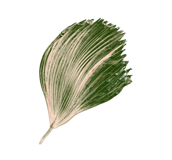 Hoja de palmera aislada sobre fondo blanco — Foto de Stock