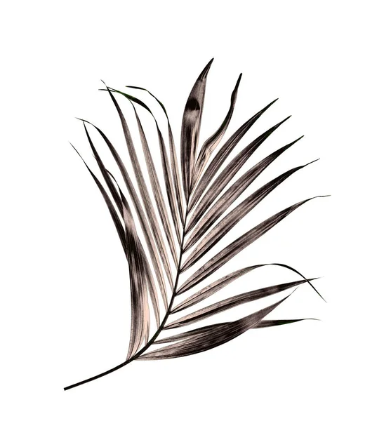 Beyaz arkaplanda izole edilmiş yeşil palmiye yaprağı