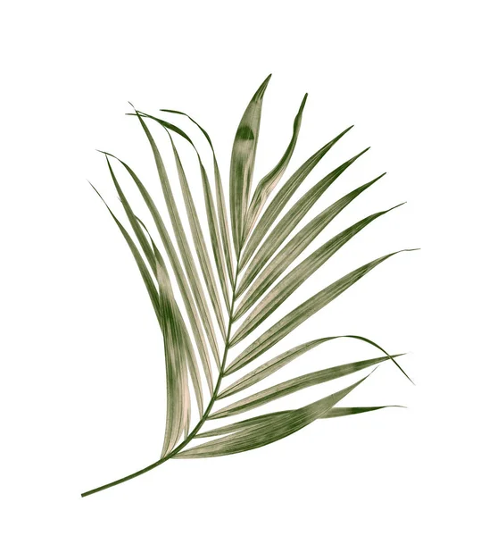 Зеленый лист пальмы на белом фоне — стоковое фото