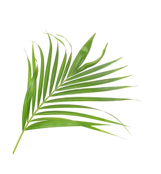 Beyaz arkaplanda izole edilmiş yeşil palmiye yaprağı — Stok fotoğraf
