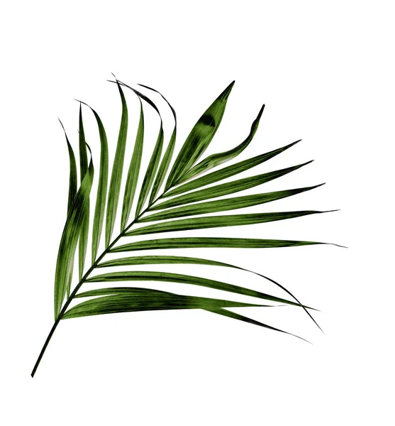 Zelený list palmy izolované na bílém pozadí — Stock fotografie