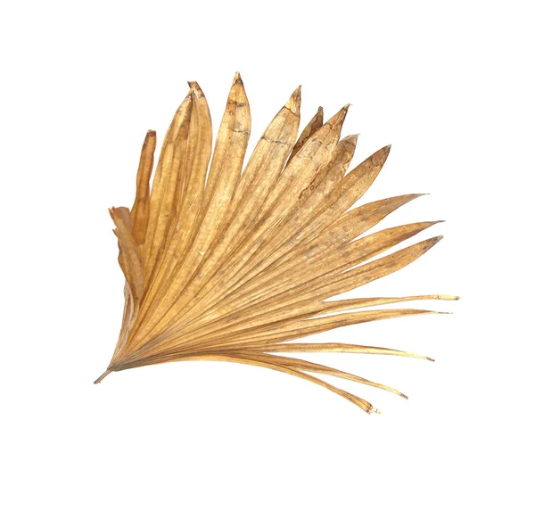 Beyaz arka plan üzerinde izole palmiye ağacının yaprak