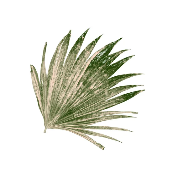 Beyaz arka plan üzerinde izole palmiye ağacının yaprak