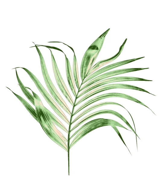 白い背景に孤立したヤシの木の緑の葉 — ストック写真