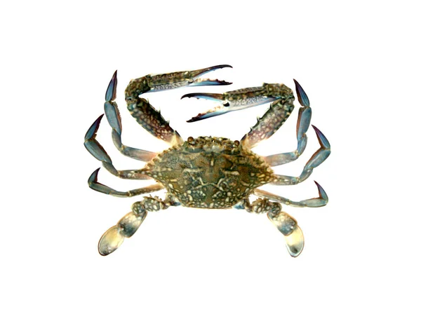 Blue Crab Isolated White Background — Stock Photo, Image