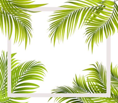 Palmiye ağacının yeşil yaprağı