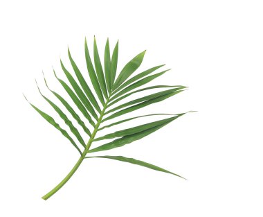 Beyaz arkaplanda izole edilmiş yeşil palmiye yaprağı