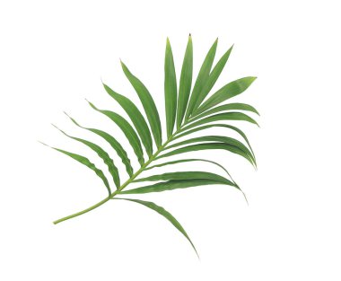 Beyaz arkaplanda izole edilmiş yeşil palmiye yaprağı
