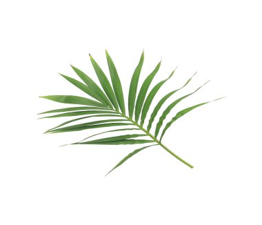 Beyaz arkaplanda izole edilmiş yeşil palmiye yaprağı