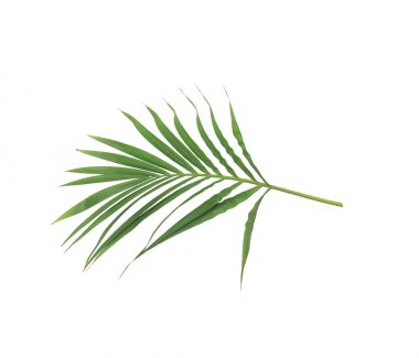 Beyaz arkaplanda izole edilmiş yeşil palmiye yaprağı