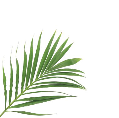 Beyaz arkaplanda izole edilmiş yeşil palmiye yaprağı