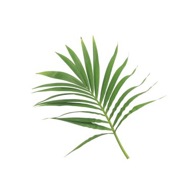 Beyaz arkaplanda izole edilmiş yeşil palmiye yaprağı