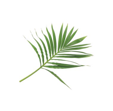 Beyaz arkaplanda izole edilmiş yeşil palmiye yaprağı