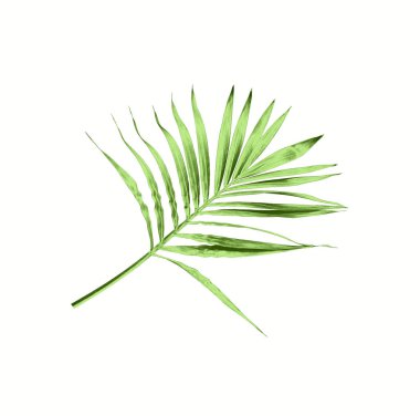 Beyaz arkaplanda izole edilmiş yeşil palmiye yaprağı