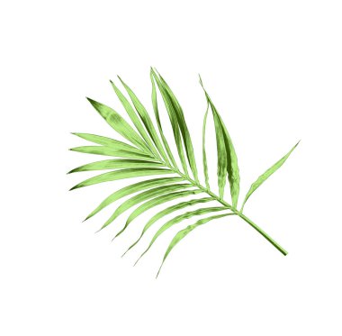 Beyaz arkaplanda izole edilmiş yeşil palmiye yaprağı
