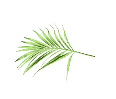 Beyaz arkaplanda izole edilmiş yeşil palmiye yaprağı