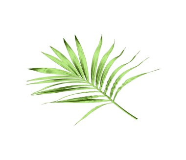 Beyaz arkaplanda izole edilmiş yeşil palmiye yaprağı