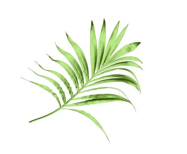 Beyaz arkaplanda izole edilmiş yeşil palmiye yaprağı