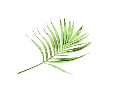 Beyaz arkaplanda izole edilmiş yeşil palmiye yaprağı