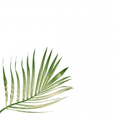 Beyaz arkaplanda izole edilmiş yeşil palmiye yaprağı