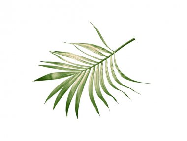 Beyaz arkaplanda izole edilmiş yeşil palmiye yaprağı