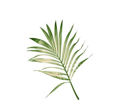 Beyaz arkaplanda izole edilmiş yeşil palmiye yaprağı