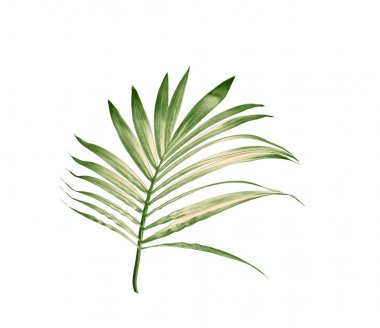 Beyaz arkaplanda izole edilmiş yeşil palmiye yaprağı