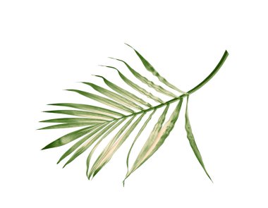 Beyaz arkaplanda izole edilmiş yeşil palmiye yaprağı