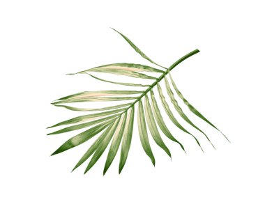 Beyaz arkaplanda izole edilmiş yeşil palmiye yaprağı