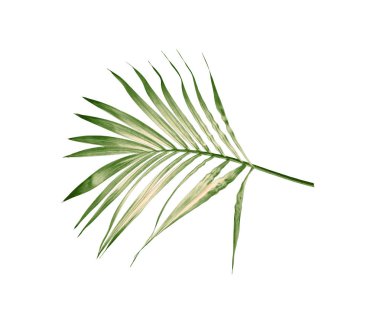 Beyaz arkaplanda izole edilmiş yeşil palmiye yaprağı