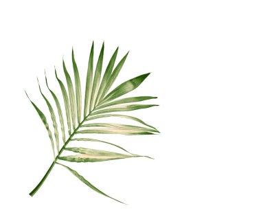 Beyaz arkaplanda izole edilmiş yeşil palmiye yaprağı