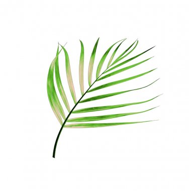 Beyaz arkaplanda izole edilmiş yeşil palmiye yaprağı