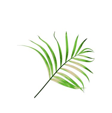 Beyaz arkaplanda izole edilmiş yeşil palmiye yaprağı
