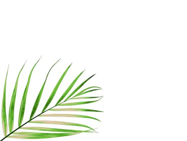 Beyaz arkaplanda izole edilmiş yeşil palmiye yaprağı