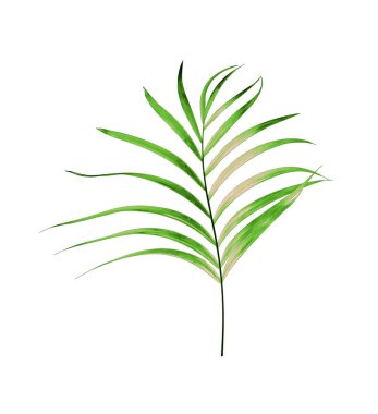 Beyaz arkaplanda izole edilmiş yeşil palmiye yaprağı