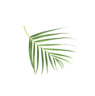 Beyaz arkaplanda izole edilmiş yeşil palmiye yaprağı