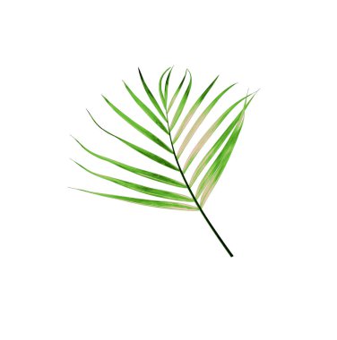 Beyaz arkaplanda izole edilmiş yeşil palmiye yaprağı