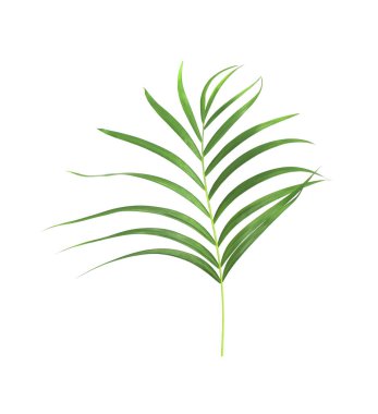 Beyaz arkaplanda izole edilmiş yeşil palmiye yaprağı