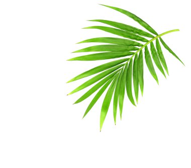 Beyaz arkaplanda izole edilmiş yeşil palmiye yaprağı