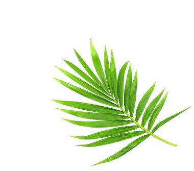 Beyaz arkaplanda izole edilmiş yeşil palmiye yaprağı