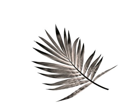 Beyaz arka plan üzerinde izole palmiye ağacının yaprak